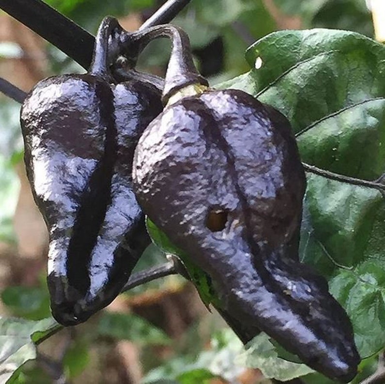 carolina reaper pepper seeds for sale carolina reaper pepper seeds for sale