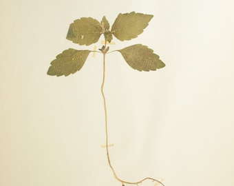 1 of 10 Single 1950's Herbarium Pages : Finnish Dried Pressed Botanical Specimens for Framing