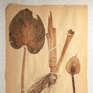 1 of 10 Very Rare 1890's Antique Herbarium Page, Pressed Dried Botanical Specimen for Wall Art