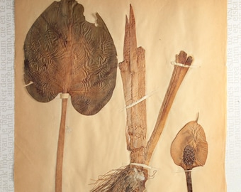 1907年アンティーク植物標本ページ1枚、額装用の押し花（シレナ