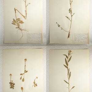 Four (4) Delicate 1960's Herbarium Pages of Cruciferae / Crusifers Family Flowering Plants, Vintage Finnish Botanical Specimens for Wall Art