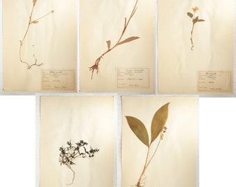 5 pcs of Varied Finnish Mid-Century Herbarium Pages of Dried-Pressed Flowering Plants, Vintage Botanical Specimens for Wall Art