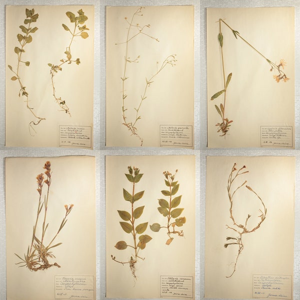 Six (6) Pretty 1950's Herbarium Pages of Caryophyllaceae / Carnation Family, Vintage Finnish Botanical Specimens for Wall Art