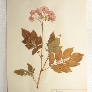 1 of 10 Single 1950's Herbarium Pages : Finnish Dried Pressed Botanical Specimens of Flowering Plants for Wall Art