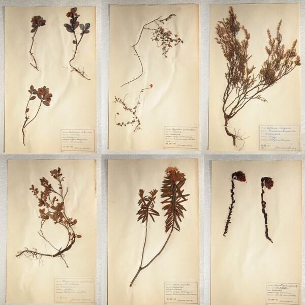 Six (6) Finnish Mid-Century Herbarium Pages of e.g. Ericaceae Family  / Heathers, Vintage Botanical Specimens for Wall Art