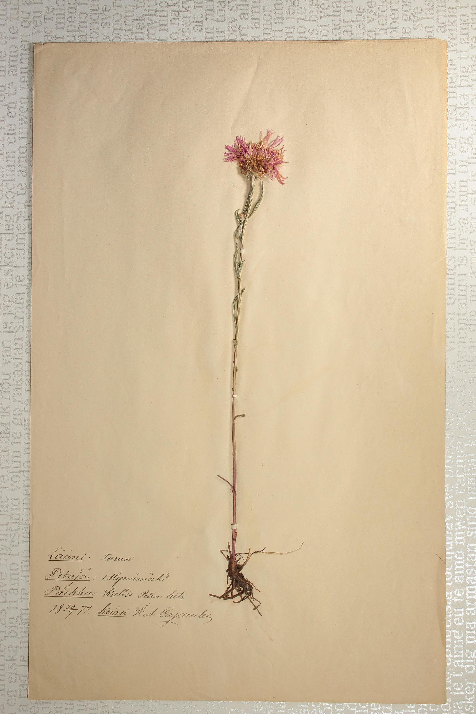 植物の標本 33, 欧州, 19世紀.（フランス 押し花 植物 花 ボタニカル
