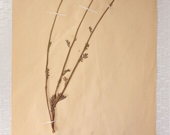 A Distressed Single (1) 1901 Antique Herbarium Page with Yellow Chamomile (Anthemis Tinctoria), Pressed Dried Botanical Specimen for Framing