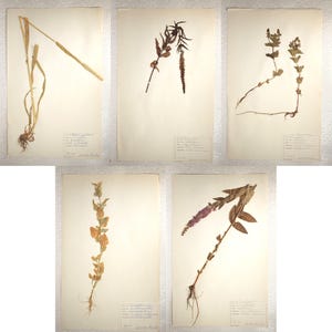 Five (5) Assorted 1960's Finnish Herbarium Pages of e.g. Figwort, Grass and Salt Bush Families, Vintage Botanical Specimens for Wall Art