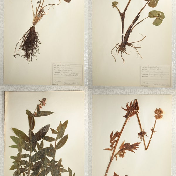Four (4) Large and Showy 1960's Finnish Herbarium Pages, Vintage Botanical Specimens for Wall Art