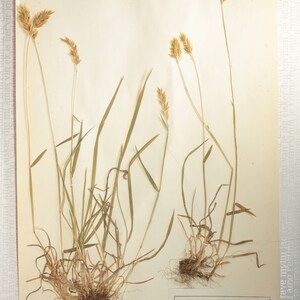 8 Finnish 1950's Herbarium Pages of Gramineae Family Grasses e.g. Rye / Oats / Barley, Vintage Botanical Specimens for Wall Art image 4