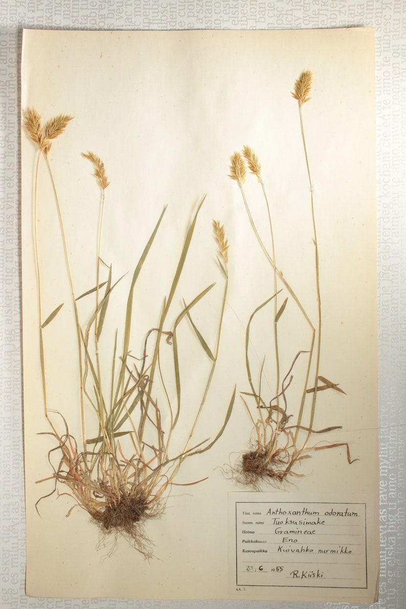 8 Finnish 1950's Herbarium Pages of Gramineae Family Grasses e.g. Rye / Oats / Barley, Vintage Botanical Specimens for Wall Art image 4