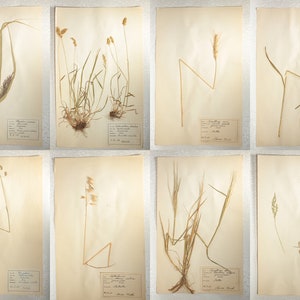 8 Finnish 1950's Herbarium Pages of Gramineae Family Grasses e.g. Rye / Oats / Barley, Vintage Botanical Specimens for Wall Art image 1
