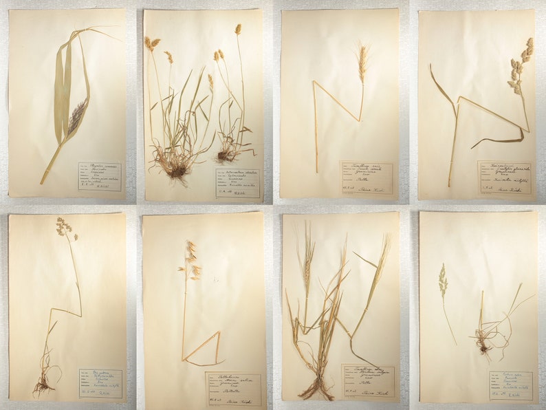 8 Finnish 1950's Herbarium Pages of Gramineae Family Grasses e.g. Rye / Oats / Barley, Vintage Botanical Specimens for Wall Art image 1