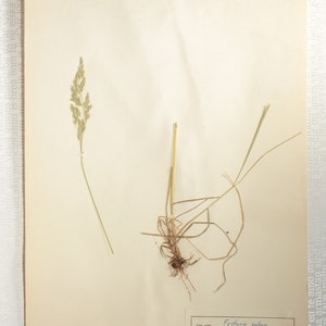 8 Finnish 1950's Herbarium Pages of Gramineae Family Grasses e.g. Rye / Oats / Barley, Vintage Botanical Specimens for Wall Art image 2