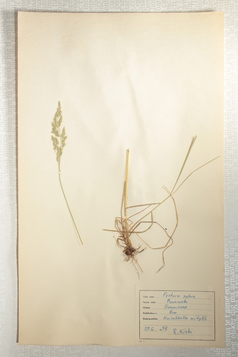 8 Finnish 1950's Herbarium Pages of Gramineae Family Grasses e.g. Rye / Oats / Barley, Vintage Botanical Specimens for Wall Art image 2