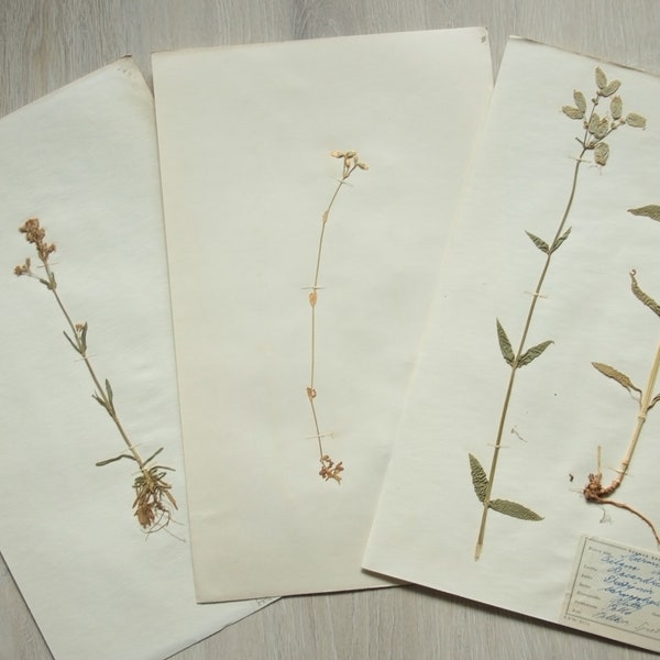Three (3) Finnish Early 1950's Mid-Century Herbarium Pages of Caryophyllaceae / Carnation Family, Vintage Botanical Specimens for Wall Art