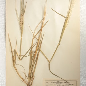 8 Finnish 1950's Herbarium Pages of Gramineae Family Grasses e.g. Rye / Oats / Barley, Vintage Botanical Specimens for Wall Art image 7