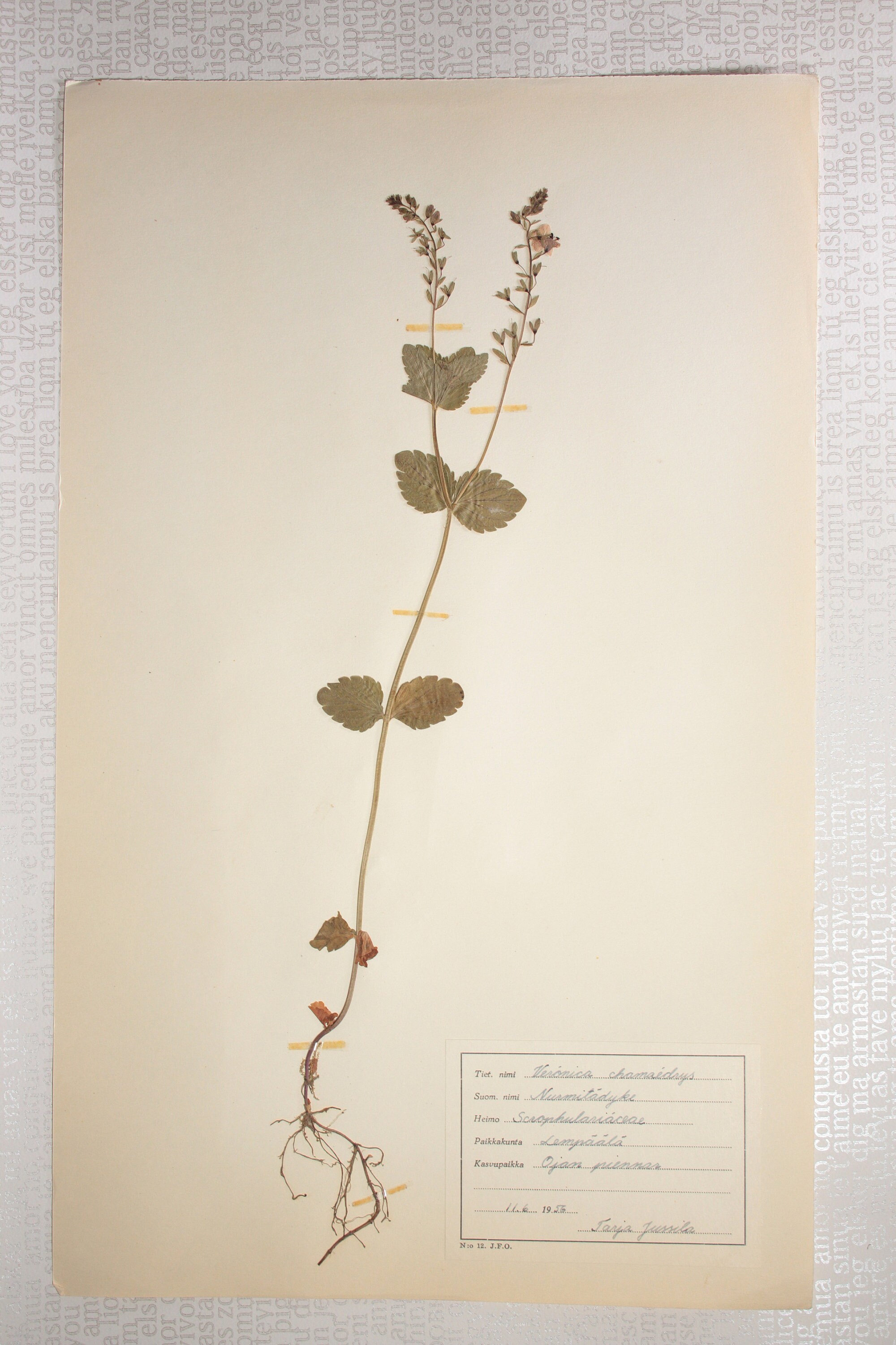 Seven 7 Vintage 1950's Finnish Herbarium Pages of Figwort