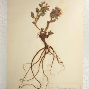 1 of 10 Single 1950's Herbarium Pages : Finnish / Nordic Pressed Dried Botanical Specimens of Flowering Plants for Wall Art