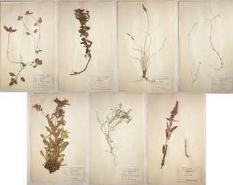 Varied 7 pcs Lot of 1950's Herbarium Pages of Dried-Pressed Plants, Vintage Finnish Botanical Specimens for Wall Art