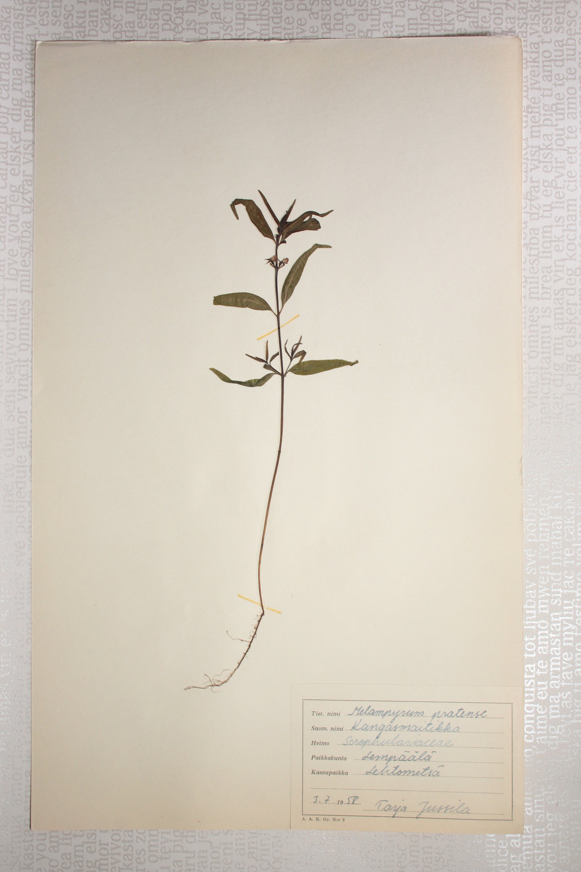 Seven 7 Vintage 1950's Finnish Herbarium Pages of Figwort