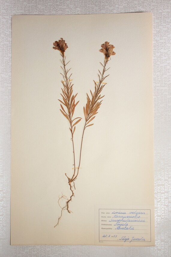 特別価格 7 Seven Vintage Figwort of Pages Herbarium Finnish 1950's その他