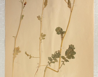 A Single (1) 1918 Antique Herbarium Page with Wild Radish (Raphanus Raphanistrum) Specimens, Pressed Dried Flowers for Framing