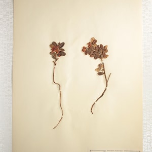 1 of 10 Single 1930's Herbarium Pages : Finnish / Nordic Pressed Dried Botanical Specimens of Flowering Plants for Wall Art