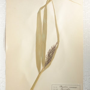 8 Finnish 1950's Herbarium Pages of Gramineae Family Grasses e.g. Rye / Oats / Barley, Vintage Botanical Specimens for Wall Art image 9