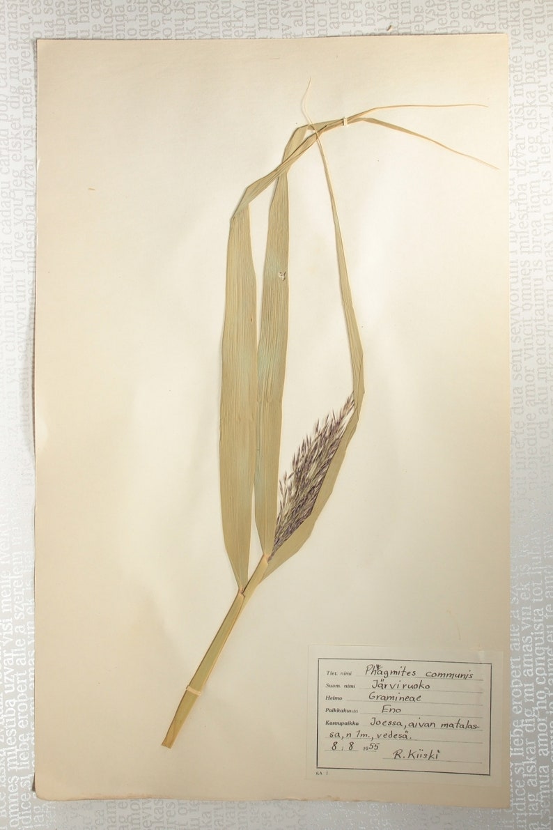 8 Finnish 1950's Herbarium Pages of Gramineae Family Grasses e.g. Rye / Oats / Barley, Vintage Botanical Specimens for Wall Art image 9