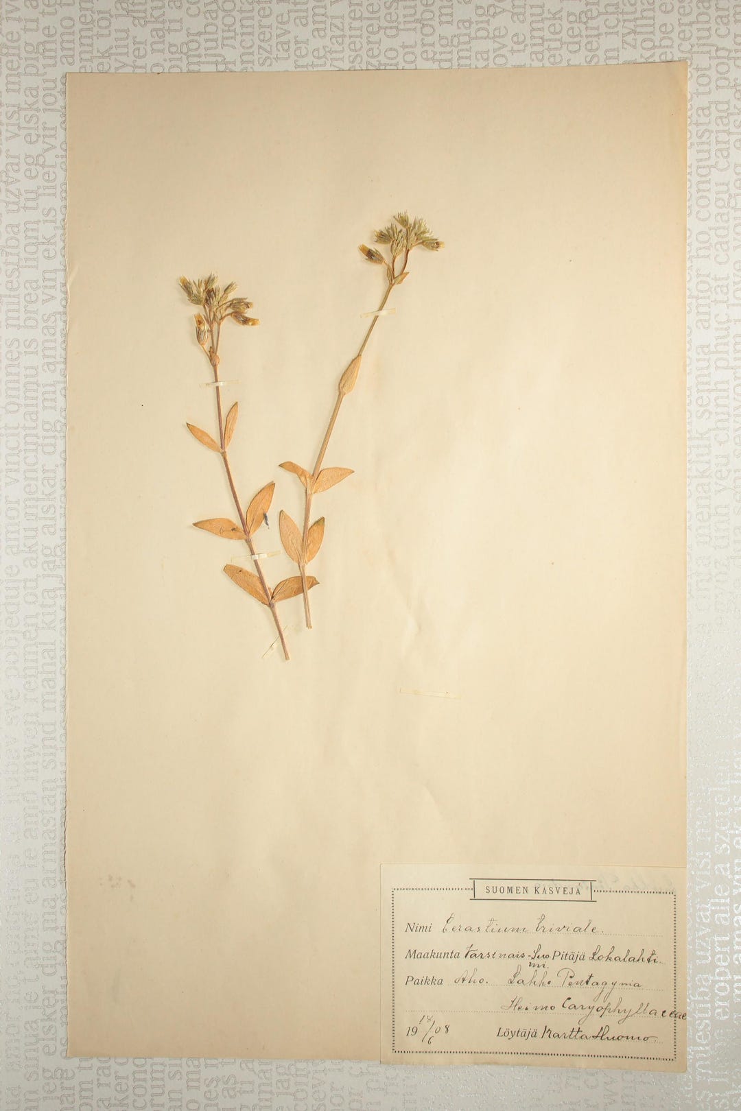 1908年アンティーク植物標本1ページ、額装用の押し花ハコベ、乾燥植物
