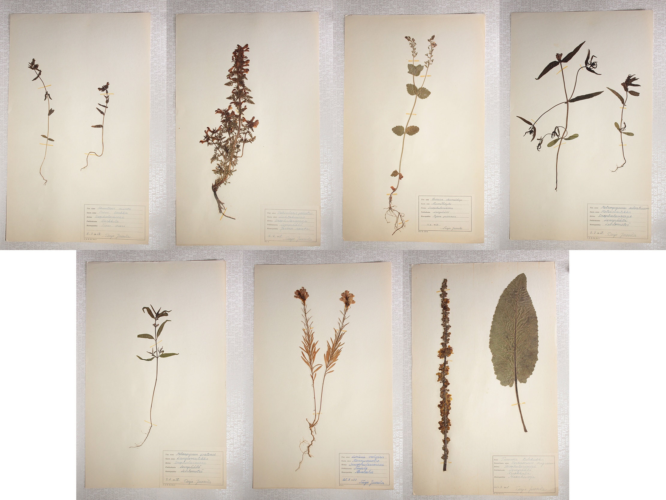 期間限定価格商品 Vintage 7 Seven 1950's Figwort of Pages Herbarium Finnish その他