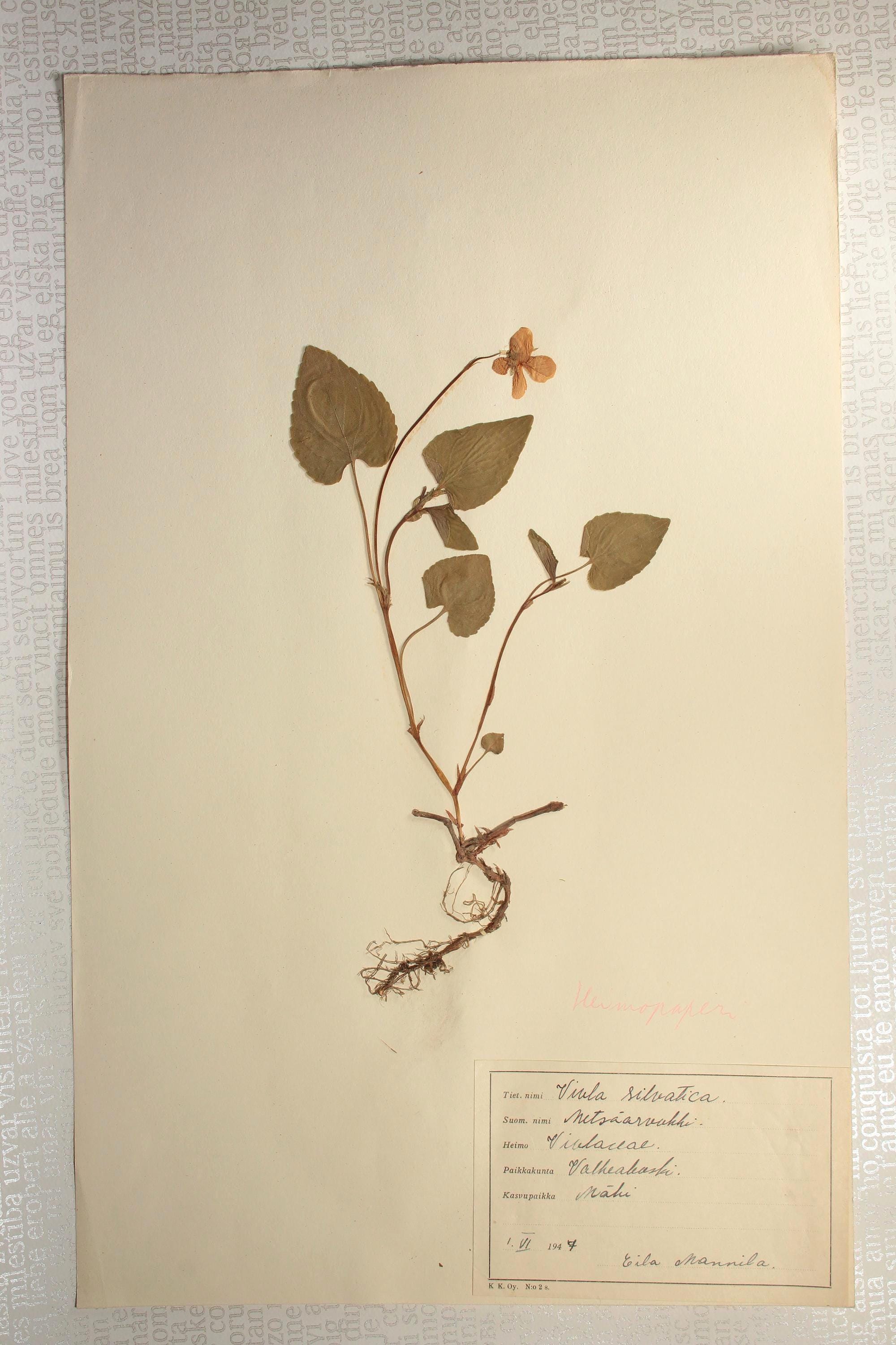 1940年代の植物標本コレクション全10ページ中1ページ：額装用 
