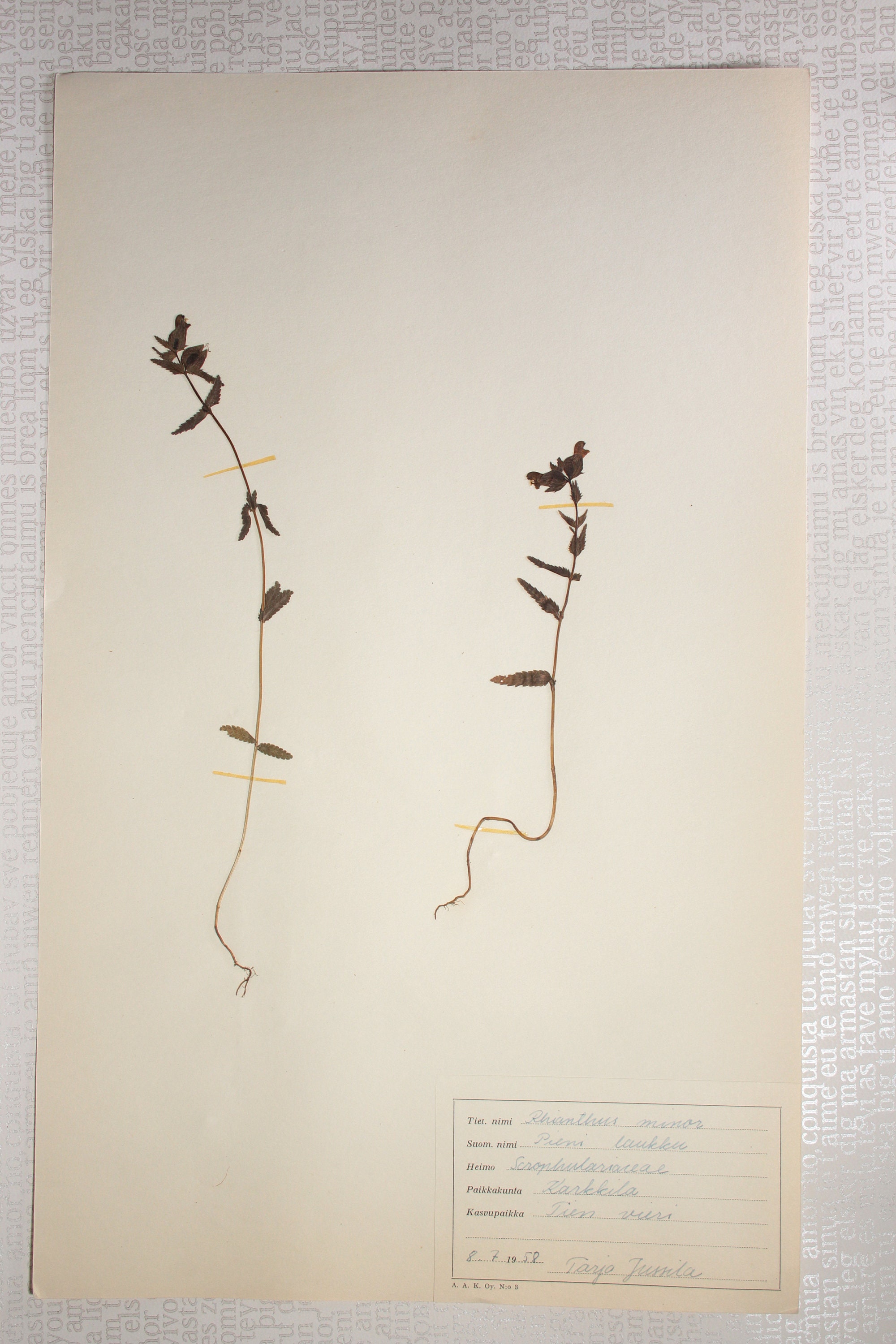 昆虫(岡島秀治 監修) / 古本、中古本、古書籍の通販は「日本の