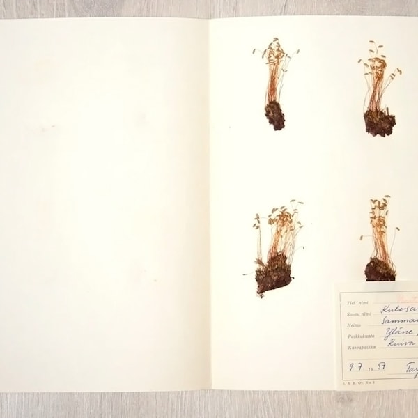 Finnish 1957 Herbarium Page of Pressed Dried Redshank Moss Ceratodon Purpureus, Vintage Botanical Specimen for Wall Art
