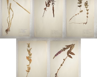 Five (5) Assorted 1960's Finnish Herbarium Pages of e.g. Figwort, Grass and Salt Bush Families, Vintage Botanical Specimens for Wall Art