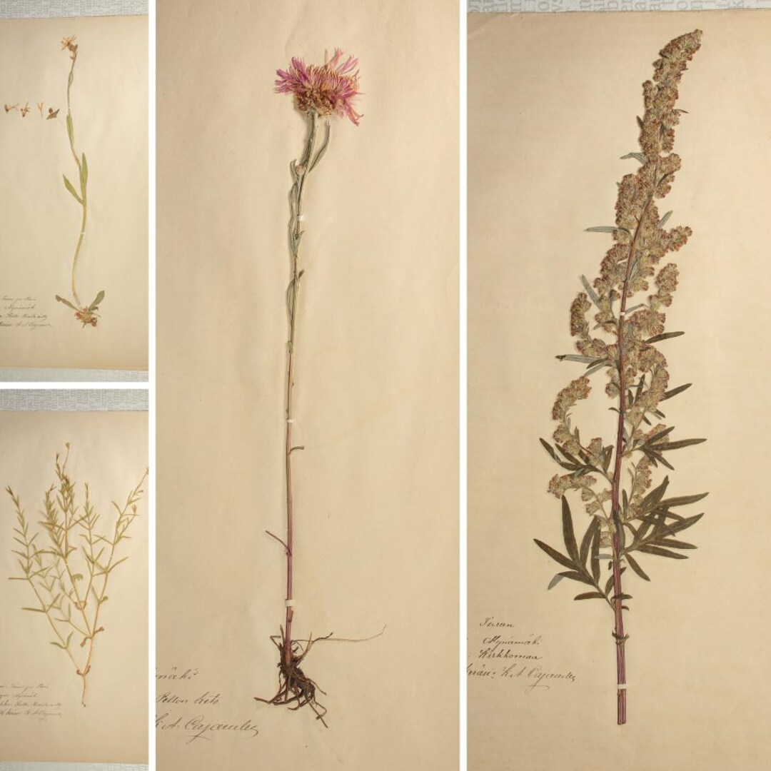 1870年代の極上の植物標本ページ4枚セット（乾燥押し花標本）、壁掛け