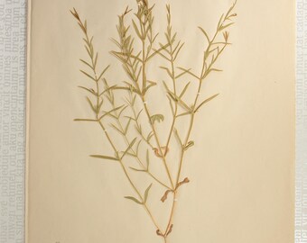 1870年代の極上の植物標本ページ4枚セット（乾燥押し花標本）、壁掛け