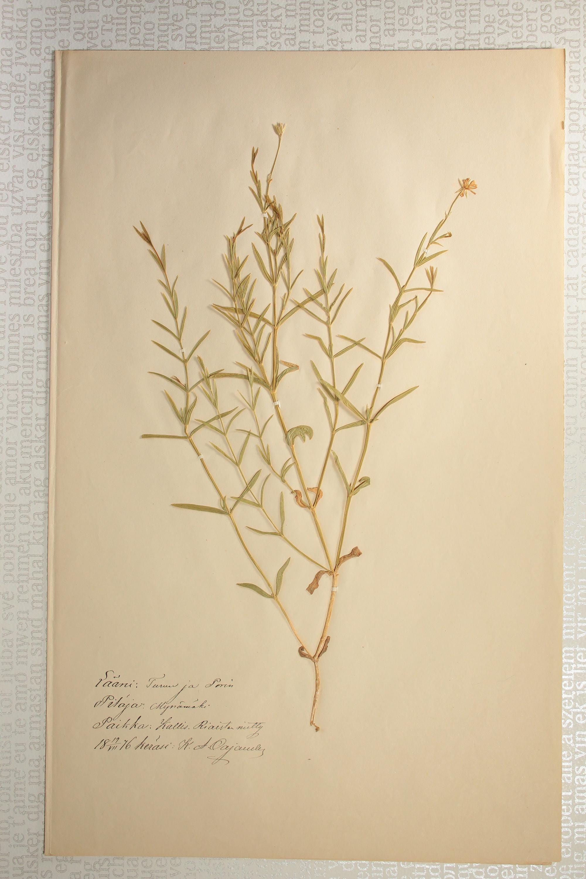 1870年代の極上の植物標本ページ4枚セット（乾燥押し花標本）、壁掛け