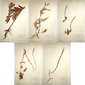 Five (5) Assorted 1960's Finnish Herbarium Pages of Horsetail, Knotweed and Primrose Families, Vintage Botanical Specimens for Wall Art