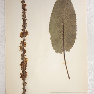 Seven (7) Vintage 1950&#39;s Finnish Herbarium Pages of Figwort Family, Vintage Botanical Specimens for Wall Art