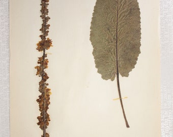 Seven (7) Vintage 1950's Finnish Herbarium Pages of Figwort Family, Vintage Botanical Specimens for Wall Art