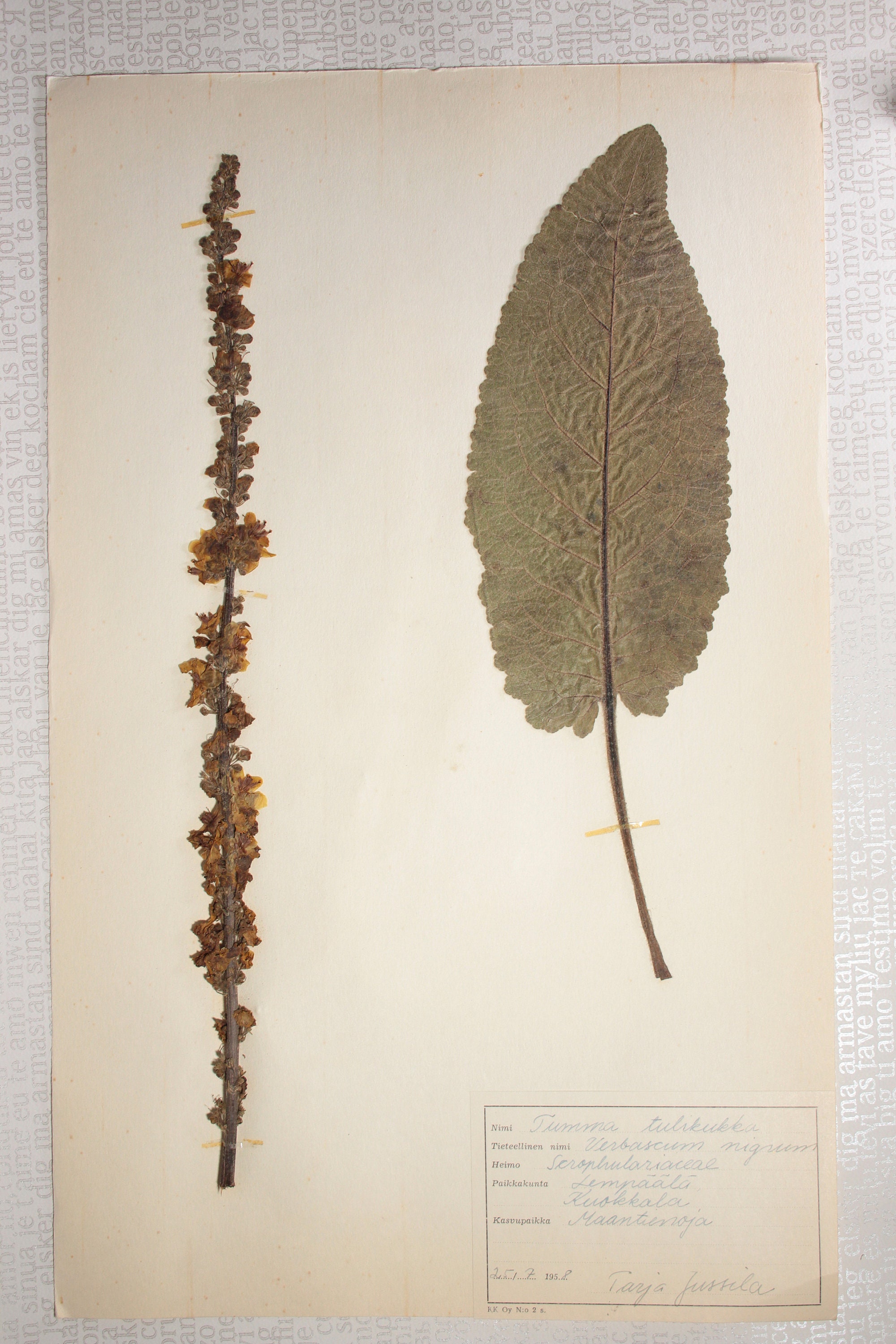 Seven 7 Vintage 1950's Finnish Herbarium Pages of Figwort