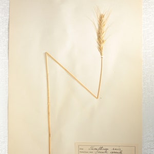 8 Finnish 1950's Herbarium Pages of Gramineae Family Grasses e.g. Rye / Oats / Barley, Vintage Botanical Specimens for Wall Art image 6