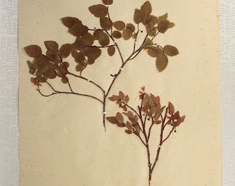 1 of 5 Antique 1907-08 Botanical Specimens, Single Pressed Dried Herbarium Pages for Framing