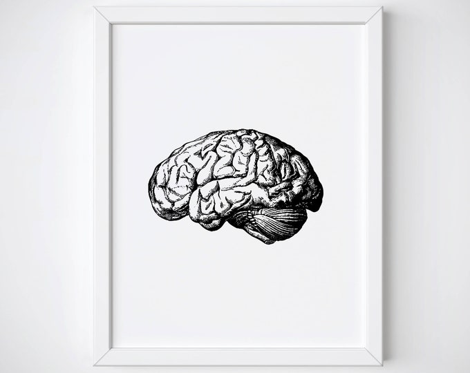 Anatomical Brain Print, Human Brain Anatomy Print, Brain Illustration ...