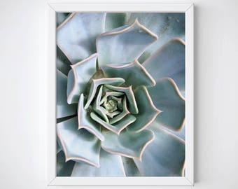 Succulent Art Print, Succulent Photography, Succulent Wall Art, Succulent Poster, Cactus Art Print, Cactus Photography, Cactus Wall Art