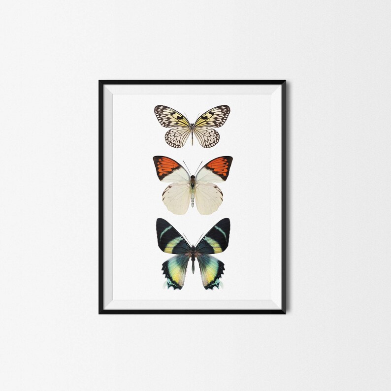 Butterfly Wall Art Butterfly Print Butterfly Poster Spring Etsy