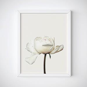 Peony Print, Peony Wall Art, Peony Poster, Peony Flower Print, Floral Print, Peony Printable, Peony Wall Decor, Peony Photo, Botanical Print