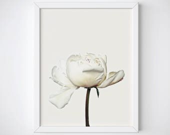 Stampa peonia, peonia arte murale, peonia poster, peonia stampa floreale, stampa floreale, peonia stampabile, peonia decorazione murale, peonia foto, stampa botanica